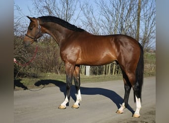 KWPN, Gelding, 3 years, 16,2 hh, Bay