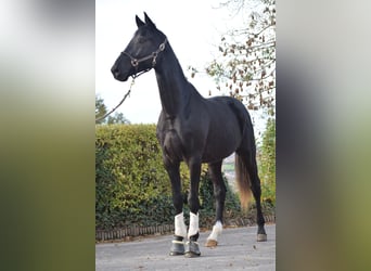 KWPN, Gelding, 3 years, 16,2 hh, Black