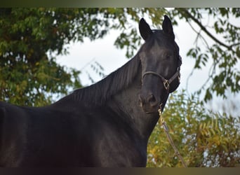 KWPN, Gelding, 3 years, 16,2 hh, Black