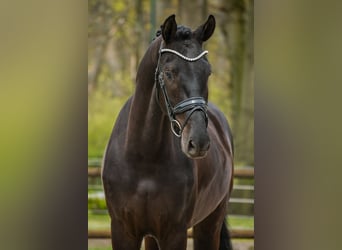 KWPN, Gelding, 3 years, 16,2 hh, Black