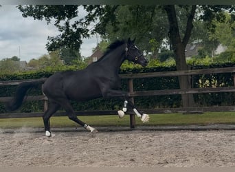 KWPN, Gelding, 3 years, 16,2 hh, Black