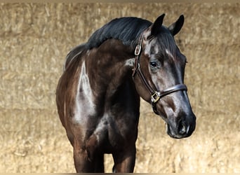 KWPN, Gelding, 3 years, 16,2 hh, Black
