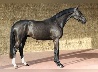 KWPN, Gelding, 3 years, 16,2 hh, Black