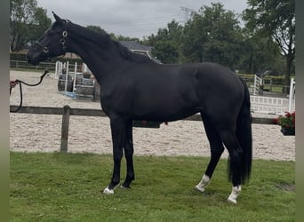 KWPN, Gelding, 3 years, 16,2 hh, Black