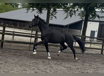 KWPN, Gelding, 3 years, 16,2 hh, Black