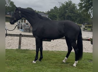 KWPN, Gelding, 3 years, 16,2 hh, Black