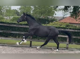 KWPN, Gelding, 3 years, 16,2 hh, Black