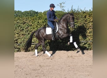 KWPN, Gelding, 3 years, 16,2 hh, Black