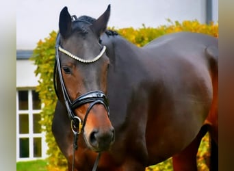 KWPN, Gelding, 3 years, 16,2 hh, Brown