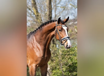 KWPN, Gelding, 3 years, 16,2 hh, Brown