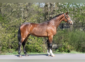 KWPN, Gelding, 3 years, 16,2 hh, Brown
