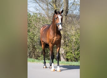 KWPN, Gelding, 3 years, 16,2 hh, Brown