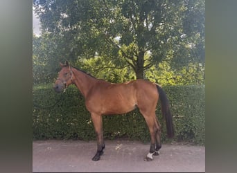 KWPN, Gelding, 3 years, 16,2 hh, Brown