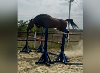 KWPN, Gelding, 3 years, 16,2 hh, Brown