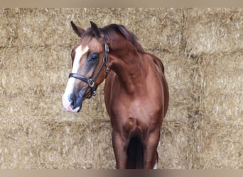 KWPN, Gelding, 3 years, 16,2 hh, Chestnut