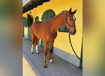 KWPN, Gelding, 3 years, 16,2 hh, Chestnut-Red