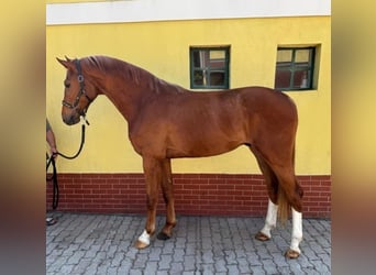 KWPN, Gelding, 3 years, 16,2 hh, Chestnut-Red