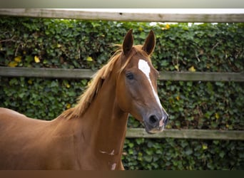 KWPN, Gelding, 3 years, 16,2 hh, Chestnut-Red
