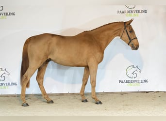 KWPN, Gelding, 3 years, 16,2 hh, Chestnut
