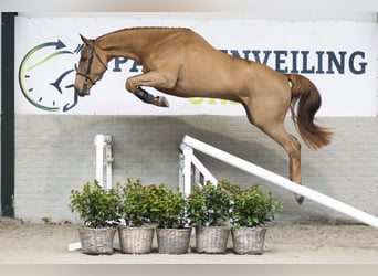 KWPN, Gelding, 3 years, 16,2 hh, Chestnut