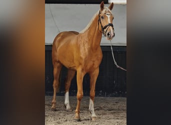 KWPN, Gelding, 3 years, 16,2 hh, Palomino