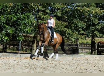 KWPN, Gelding, 3 years, 16,3 hh, Brown