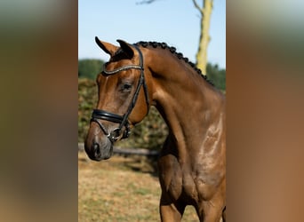 KWPN, Gelding, 3 years, 16,3 hh, Brown