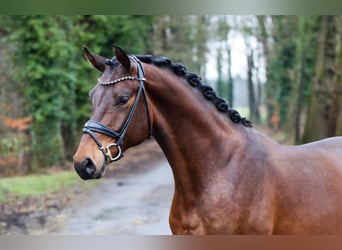 KWPN, Gelding, 3 years, 16,3 hh, Brown