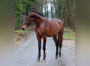 KWPN, Gelding, 3 years, 16,3 hh, Brown