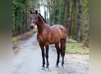 KWPN, Gelding, 3 years, 16,3 hh, Brown