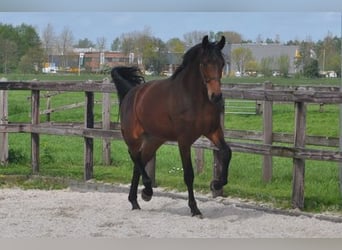 KWPN, Gelding, 3 years, 16,3 hh, Brown