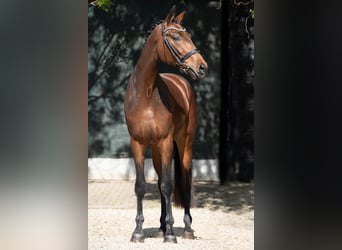 KWPN, Gelding, 3 years, 16,3 hh, Brown