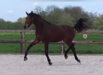 KWPN, Gelding, 3 years, 16,3 hh, Brown