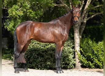 KWPN, Gelding, 3 years, 16,3 hh, Brown