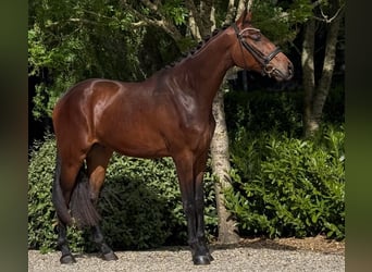 KWPN, Gelding, 3 years, 16,3 hh, Brown