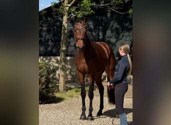 KWPN, Gelding, 3 years, 16,3 hh, Brown