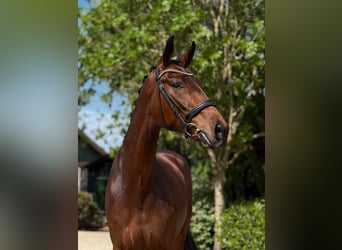 KWPN, Gelding, 3 years, 16,3 hh, Brown