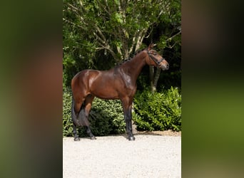 KWPN, Gelding, 3 years, 16,3 hh, Brown