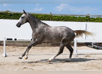 KWPN, Gelding, 3 years, 16,3 hh, Grey