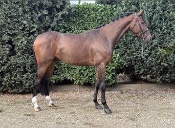 KWPN, Gelding, 3 years, 17.1 hh, Brown