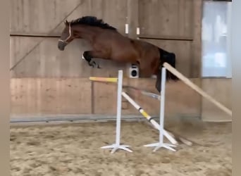 KWPN, Gelding, 3 years, 17.1 hh, Brown