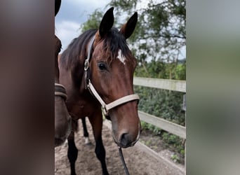 KWPN, Gelding, 3 years, 17 hh, Bay-Dark