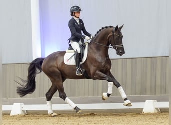 KWPN, Gelding, 3 years, 17 hh, Black
