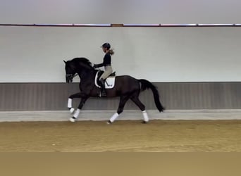 KWPN, Gelding, 3 years, 17 hh, Black