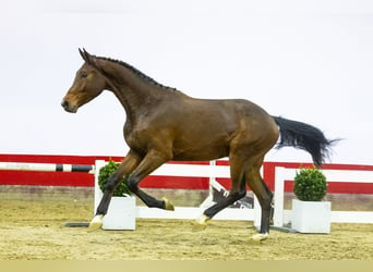 KWPN, Gelding, 3 years, 17 hh, Brown