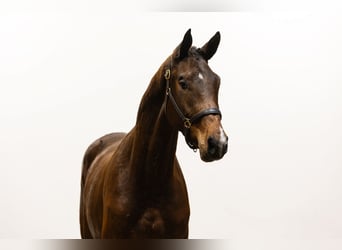 KWPN, Gelding, 3 years, 17 hh, Brown