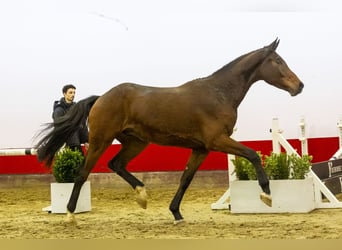 KWPN, Gelding, 3 years, 17 hh, Brown