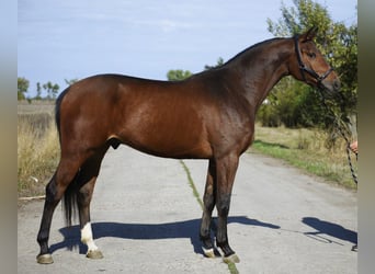 KWPN, Gelding, 3 years, 17 hh, Brown