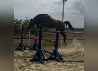 KWPN, Gelding, 3 years, 17 hh, Brown