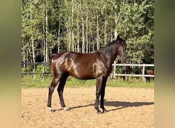 KWPN, Gelding, 3 years, 17 hh